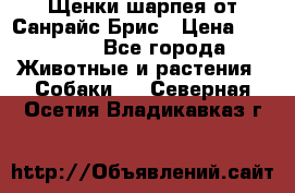 Щенки шарпея от Санрайс Брис › Цена ­ 30 000 - Все города Животные и растения » Собаки   . Северная Осетия,Владикавказ г.